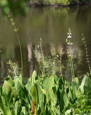 Fotografia 1 da espécie Sagittaria lancifolia no Jardim Botânico UTAD