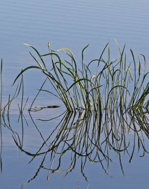 Fotografia 5 da espécie Sagittaria lancifolia no Jardim Botânico UTAD