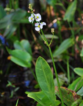 Fotografia 7 da espécie Sagittaria lancifolia no Jardim Botânico UTAD