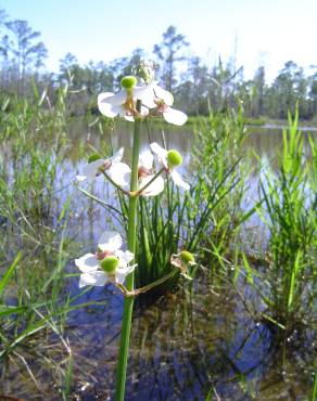 Fotografia 8 da espécie Sagittaria lancifolia no Jardim Botânico UTAD