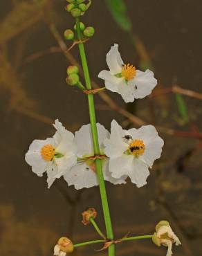 Fotografia 9 da espécie Sagittaria lancifolia no Jardim Botânico UTAD