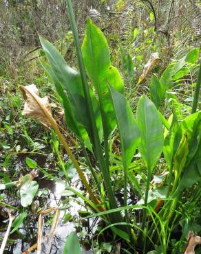 Fotografia 10 da espécie Sagittaria lancifolia no Jardim Botânico UTAD