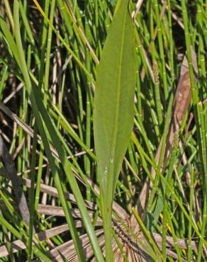 Fotografia 11 da espécie Sagittaria lancifolia no Jardim Botânico UTAD