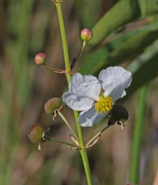Fotografia da espécie Sagittaria lancifolia
