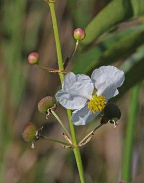 Fotografia 12 da espécie Sagittaria lancifolia no Jardim Botânico UTAD