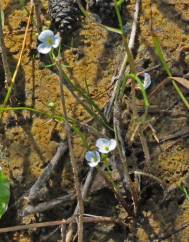 Sagittaria isoetiformis