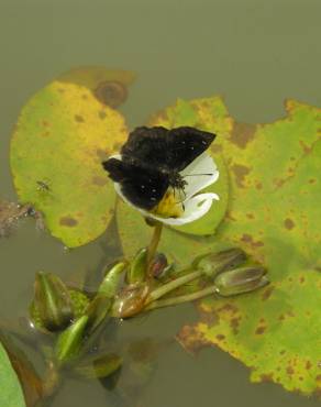 Fotografia 1 da espécie Sagittaria guayanensis no Jardim Botânico UTAD