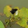 Fotografia 1 da espécie Sagittaria guayanensis do Jardim Botânico UTAD