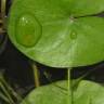 Fotografia 3 da espécie Sagittaria guayanensis do Jardim Botânico UTAD