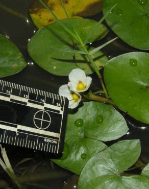 Fotografia 6 da espécie Sagittaria guayanensis no Jardim Botânico UTAD