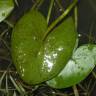 Fotografia 8 da espécie Sagittaria guayanensis do Jardim Botânico UTAD