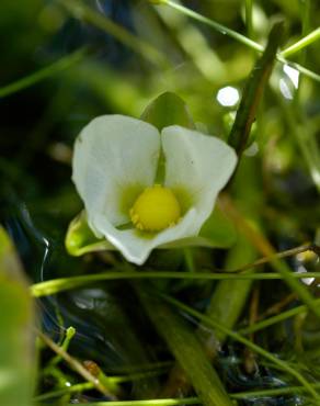 Fotografia 9 da espécie Sagittaria guayanensis no Jardim Botânico UTAD