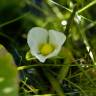 Fotografia 9 da espécie Sagittaria guayanensis do Jardim Botânico UTAD