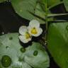 Fotografia 12 da espécie Sagittaria guayanensis do Jardim Botânico UTAD