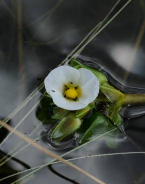 Fotografia 15 da espécie Sagittaria guayanensis no Jardim Botânico UTAD