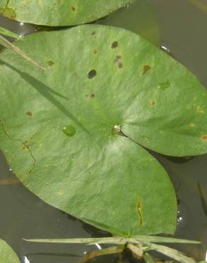 Fotografia 16 da espécie Sagittaria guayanensis no Jardim Botânico UTAD