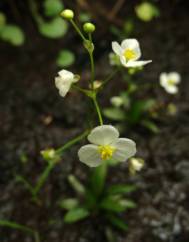 Sagittaria fasciculata