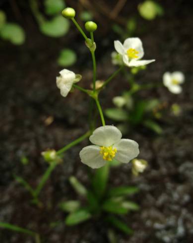 Fotografia de capa Sagittaria fasciculata - do Jardim Botânico