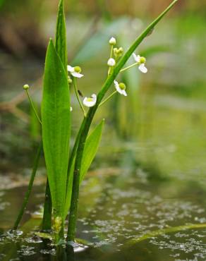 Fotografia 5 da espécie Sagittaria fasciculata no Jardim Botânico UTAD