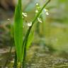 Fotografia 5 da espécie Sagittaria fasciculata do Jardim Botânico UTAD