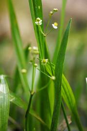 Fotografia da espécie Sagittaria fasciculata