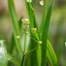 Fotografia 6 da espécie Sagittaria fasciculata do Jardim Botânico UTAD