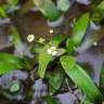 Fotografia 8 da espécie Sagittaria fasciculata do Jardim Botânico UTAD