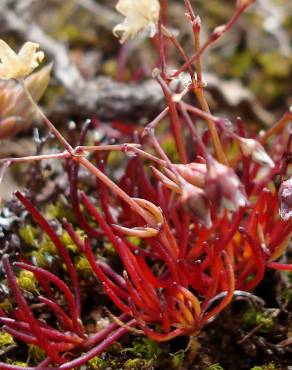 Fotografia 3 da espécie Spergula pentandra no Jardim Botânico UTAD