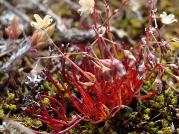 Fotografia da espécie Spergula pentandra