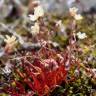 Fotografia 5 da espécie Spergula pentandra do Jardim Botânico UTAD