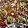 Fotografia 6 da espécie Spergula pentandra do Jardim Botânico UTAD