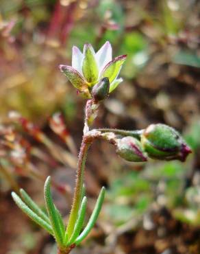 Fotografia 10 da espécie Spergula pentandra no Jardim Botânico UTAD