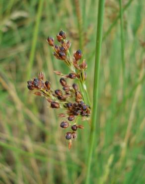 Fotografia 14 da espécie Juncus inflexus var. inflexus no Jardim Botânico UTAD