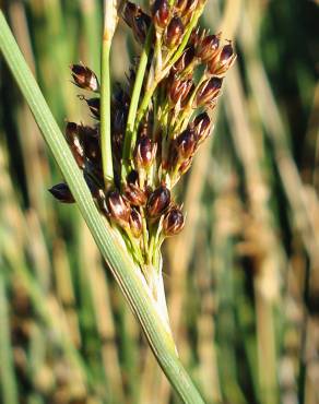 Fotografia 15 da espécie Juncus inflexus var. inflexus no Jardim Botânico UTAD