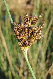 Fotografia da espécie Juncus inflexus var. inflexus