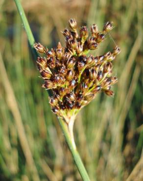 Fotografia 19 da espécie Juncus inflexus var. inflexus no Jardim Botânico UTAD