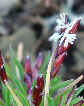 Fotografia 4 da espécie Mibora minima no Jardim Botânico UTAD