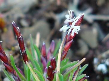 Fotografia da espécie Mibora minima