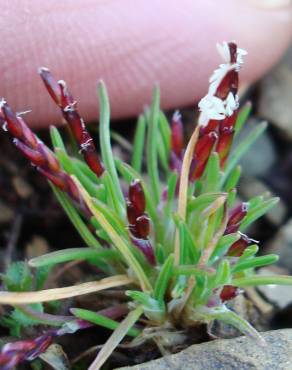 Fotografia 6 da espécie Mibora minima no Jardim Botânico UTAD