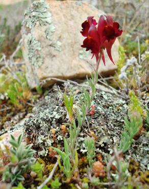 Fotografia 6 da espécie Linaria aeruginea subesp. aeruginea no Jardim Botânico UTAD