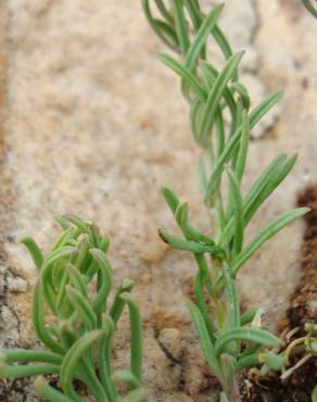 Fotografia 9 da espécie Linaria aeruginea subesp. aeruginea no Jardim Botânico UTAD