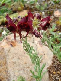 Fotografia da espécie Linaria aeruginea subesp. aeruginea