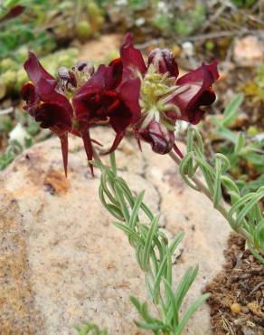 Fotografia 13 da espécie Linaria aeruginea subesp. aeruginea no Jardim Botânico UTAD