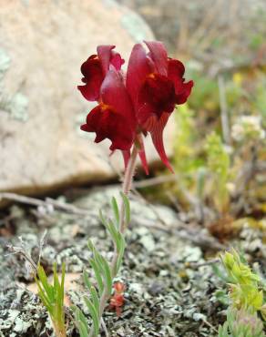 Fotografia 14 da espécie Linaria aeruginea subesp. aeruginea no Jardim Botânico UTAD