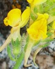 Fotografia da espécie Linaria saxatilis