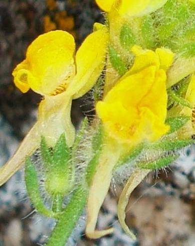 Fotografia de capa Linaria saxatilis - do Jardim Botânico