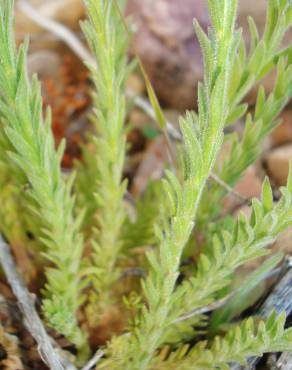 Fotografia 4 da espécie Linaria saxatilis no Jardim Botânico UTAD