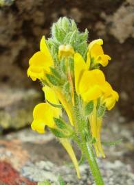 Fotografia da espécie Linaria saxatilis