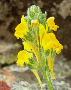 Fotografia 5 da espécie Linaria saxatilis no Jardim Botânico UTAD