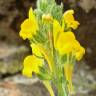 Fotografia 5 da espécie Linaria saxatilis do Jardim Botânico UTAD